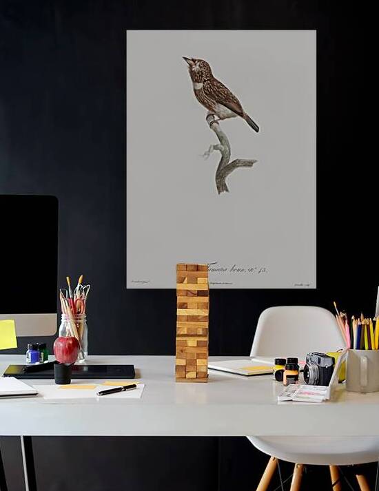 White-chested puffbird  by IStockHistory com