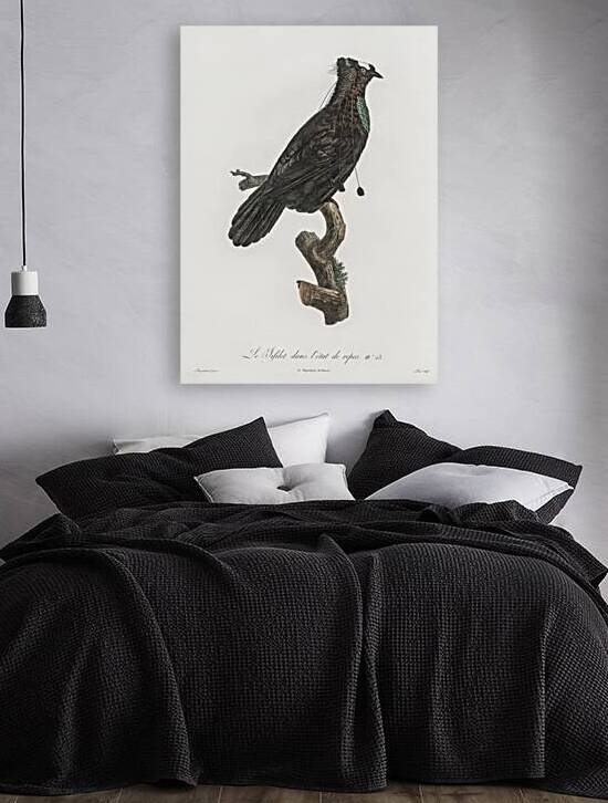 Western parotia in the idle state  by IStockHistory com