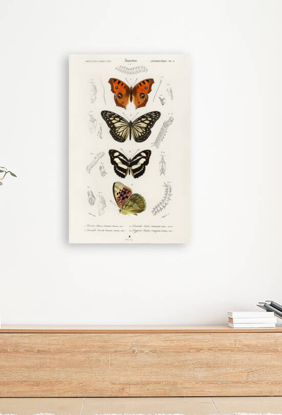 Collection of butterflies by IStockHistory com