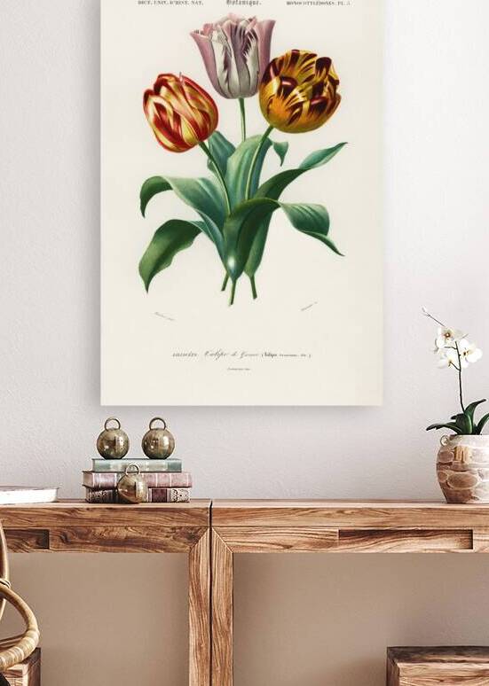 Didier&39s tulip Tulipa gesneriana by IStockHistory com