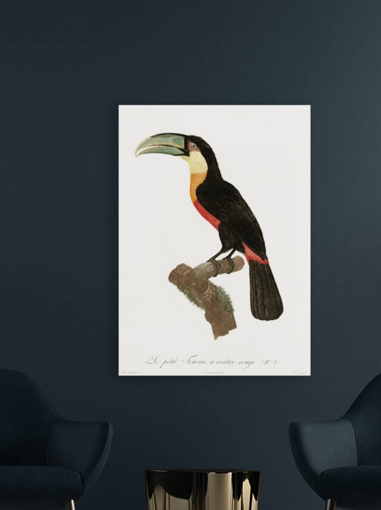 Red-billed Toucan by IStockHistory com