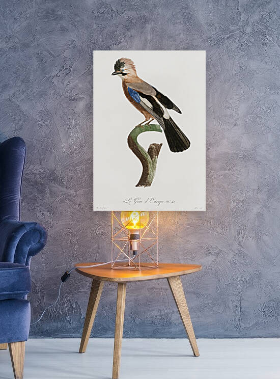 Eurasian Jay  by IStockHistory com