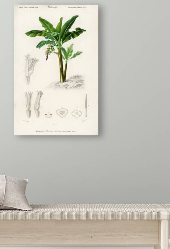 Eurasian Jay  by IStockHistory com