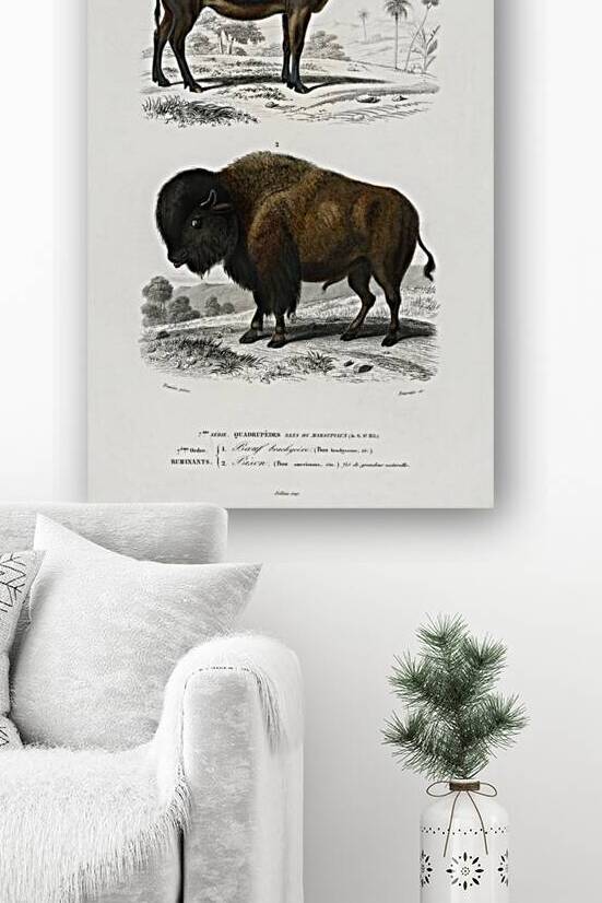 Cow Bos brachyceros and Bison Bos americanus by IStockHistory com
