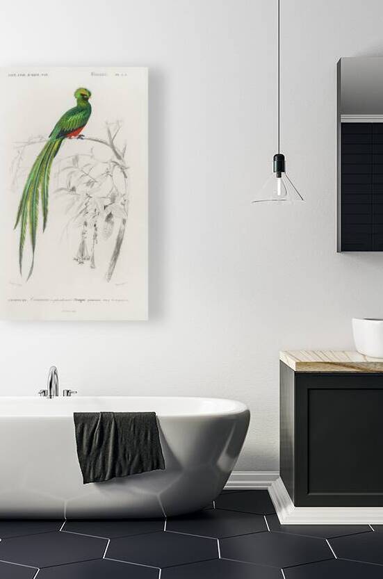 Pavonine quetzal Pharomachrus pavoninus by IStockHistory com