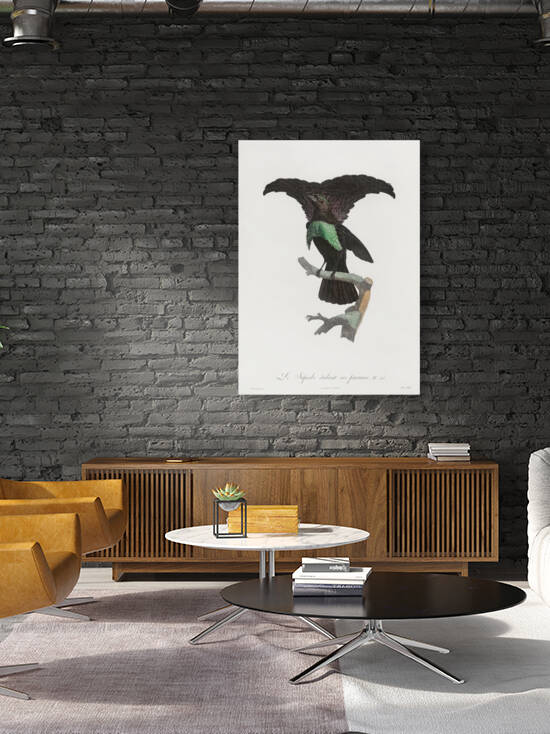 Superb bird of paradise  by IStockHistory com