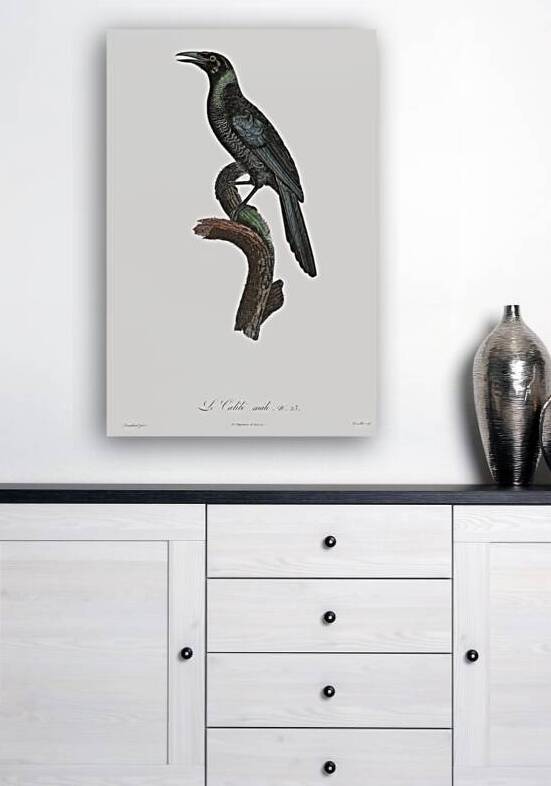 Manucode Male  by IStockHistory com