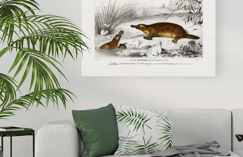 Platypus Ornithorhynchus Paradoxus by IStockHistory com