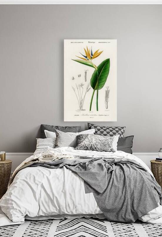 Bird of paradise Strelitzia Reginae by IStockHistory com