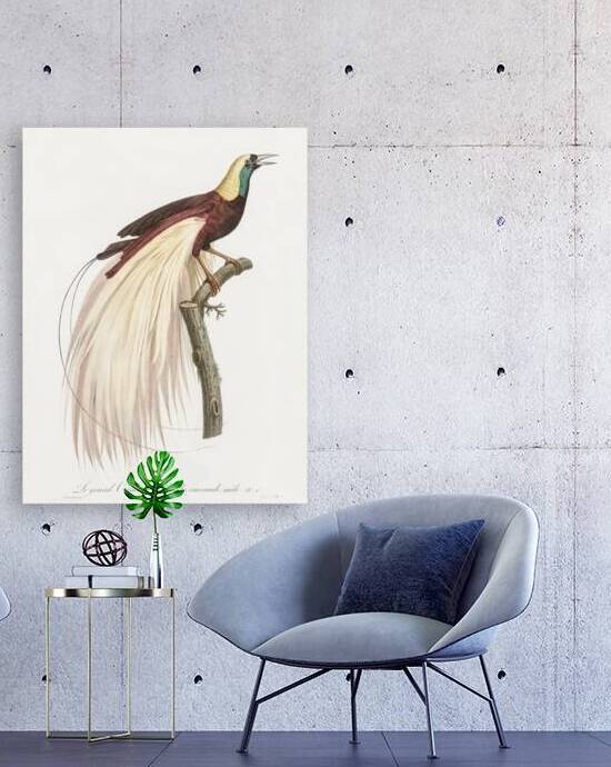 Emperor bird-of-paradise male  by IStockHistory com