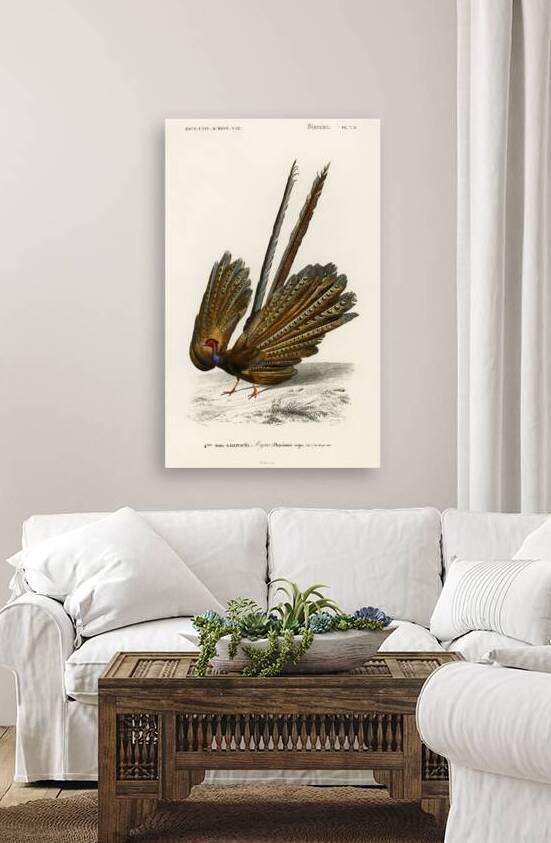 Great argus Phasianus argus by IStockHistory com