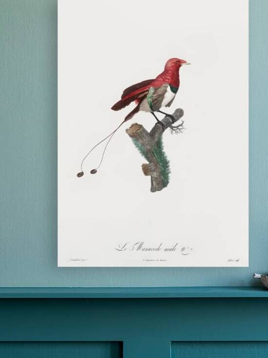 King bird of paradise male  by IStockHistory com