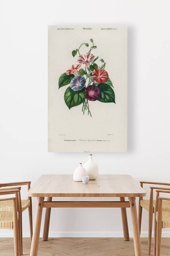 Morning-glory Pharbitis hispida by IStockHistory com