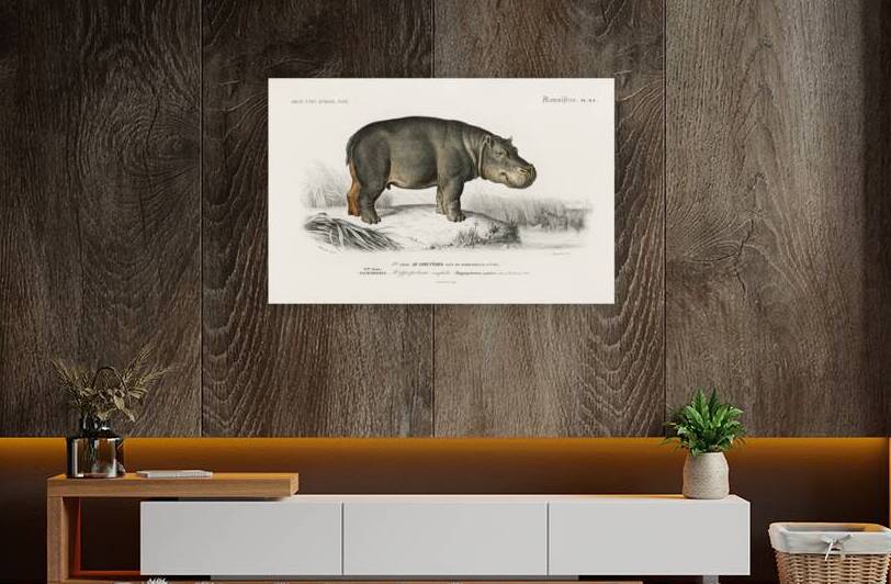 Hippopotamus Hippopotame Amphibie by IStockHistory com