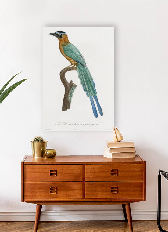 Young motmot  by IStockHistory com