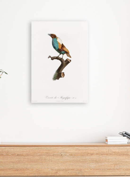 Magnificent bird of paradise female  by IStockHistory com