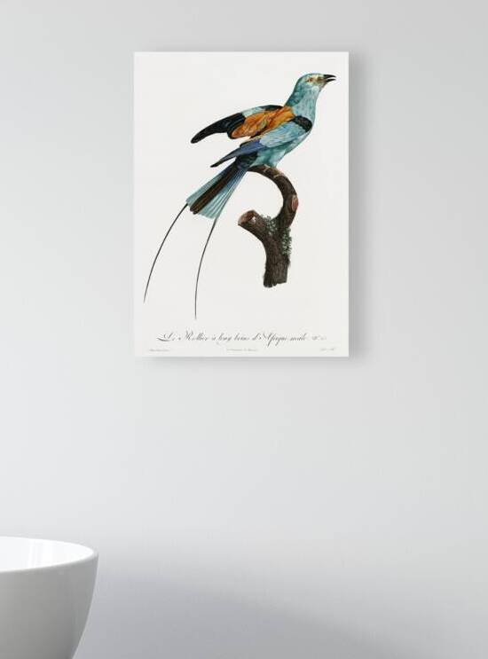 Magnificent bird of paradise female  by IStockHistory com