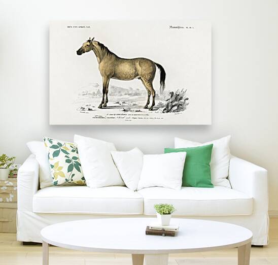 Horse Equus ferus caballus by IStockHistory com