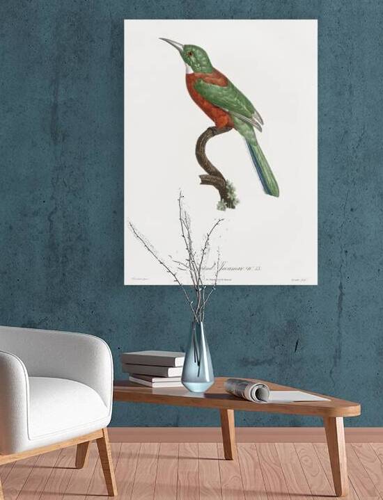 Great Jacamar by IStockHistory com
