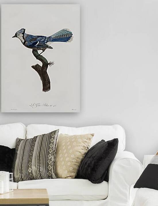 Blue Jay  by IStockHistory com