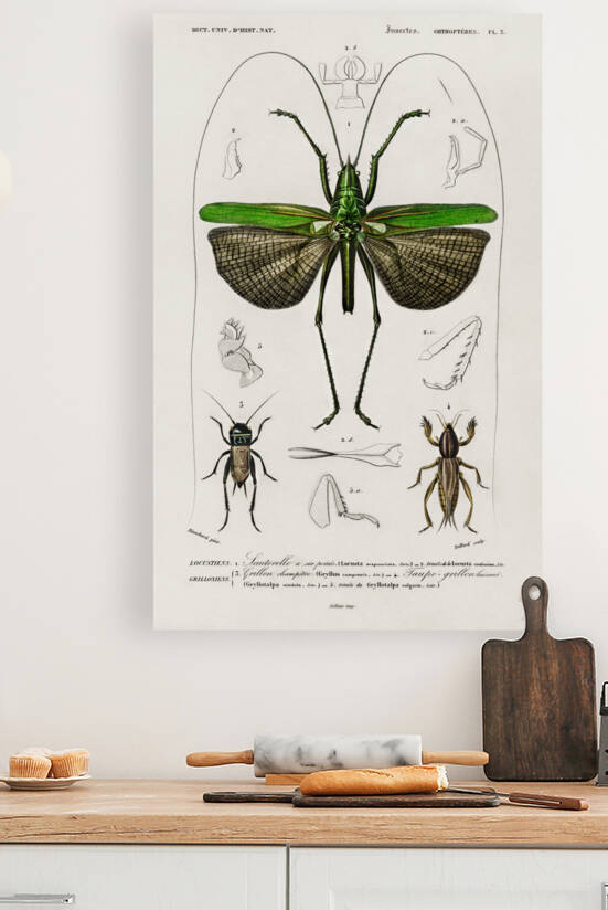 Blue Jay  by IStockHistory com