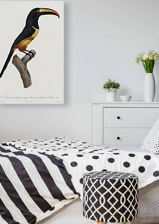 Old red belt aracari  by IStockHistory com