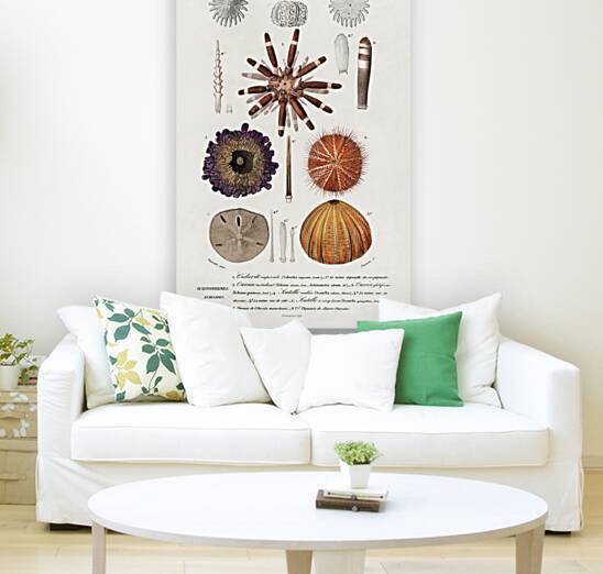 Different types of sea urcnhins by IStockHistory com