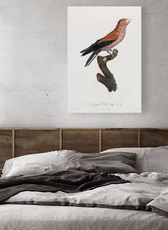 Great violet roller  by IStockHistory com