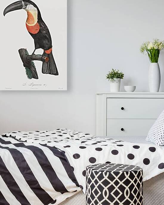 Green-billed toucan  by IStockHistory com