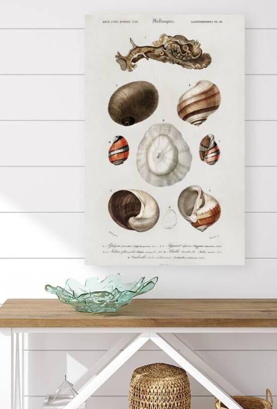 Different types of mollusks by IStockHistory com