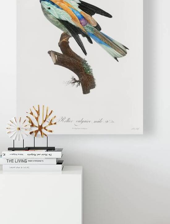 Abyssinian roller male  by IStockHistory com