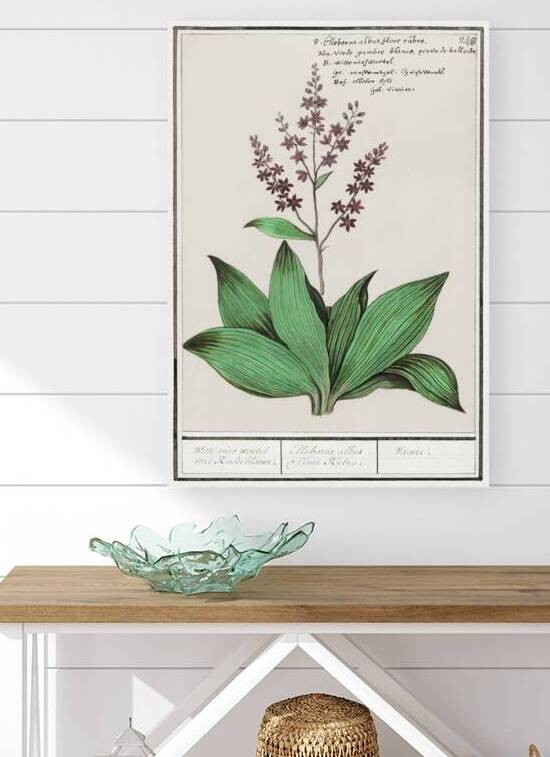 Black carrot flower by IStockHistory com