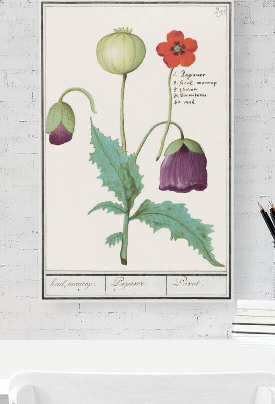 Poppy in vintage style by IStockHistory com