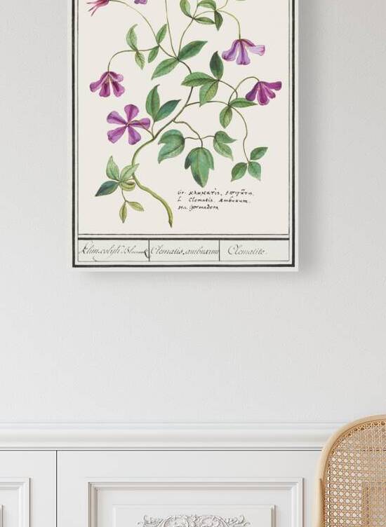 Clematis in vintage style by IStockHistory com
