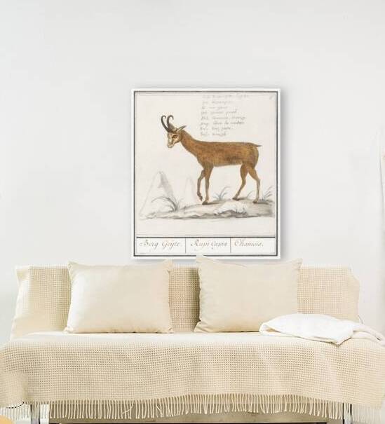 Chamois in vintage style by IStockHistory com