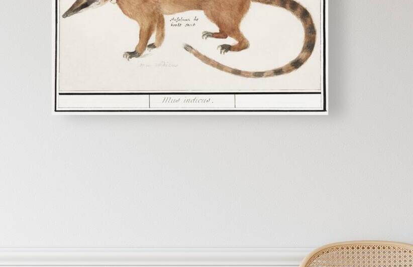 Coatimundi in vintage style by IStockHistory com