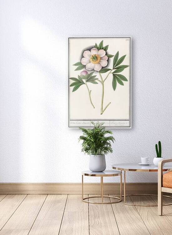 Peony in vintage style by IStockHistory com