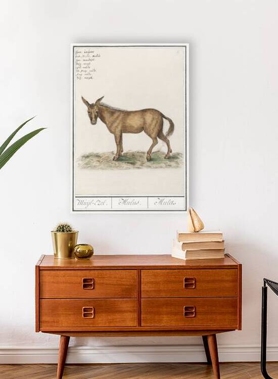 Mule in vintage style by IStockHistory com