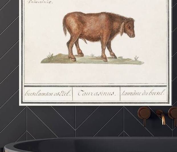 Brazilian cow in vintage style by IStockHistory com