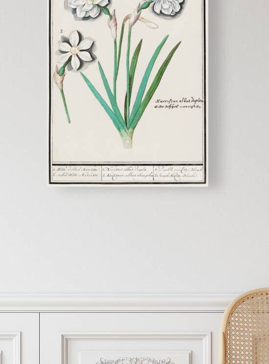 White daffodil in vintage style by IStockHistory com