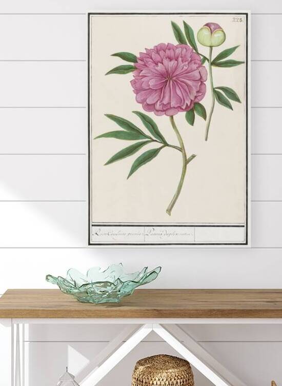 Peony in vintage style by IStockHistory com