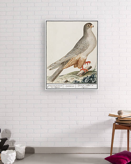 Red-footed falcon vintage style by IStockHistory com