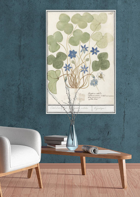 Hepatica in vintage style by IStockHistory com