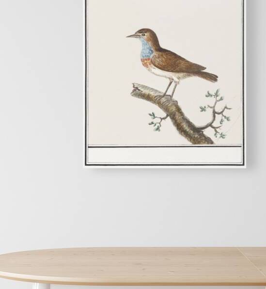 Bluethroat in vintage style by IStockHistory com