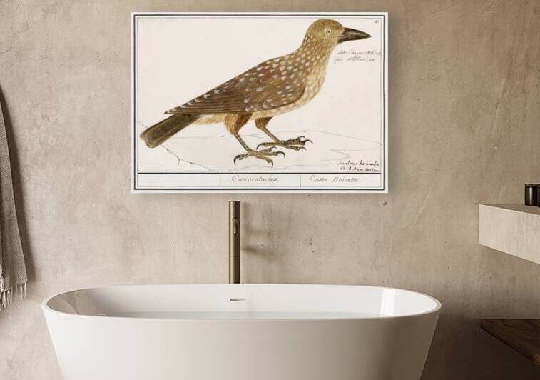 Passerines in vintage style by IStockHistory com