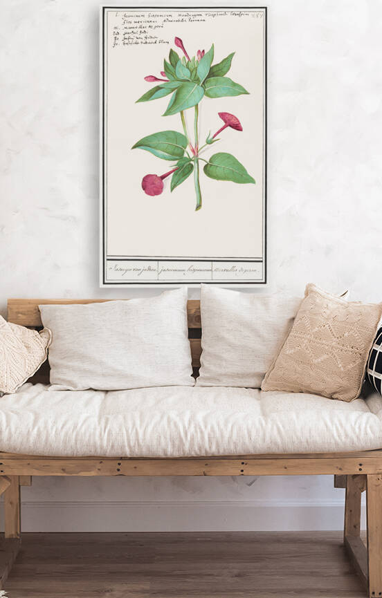 Marvel-of-peru in vintage style by IStockHistory com