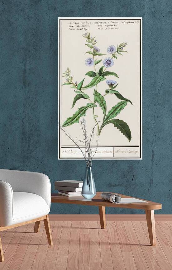 Chicory in vintage style by IStockHistory com