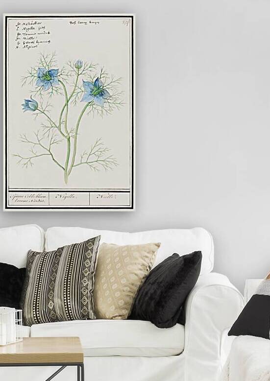 Love-in-a-mist flower by IStockHistory com