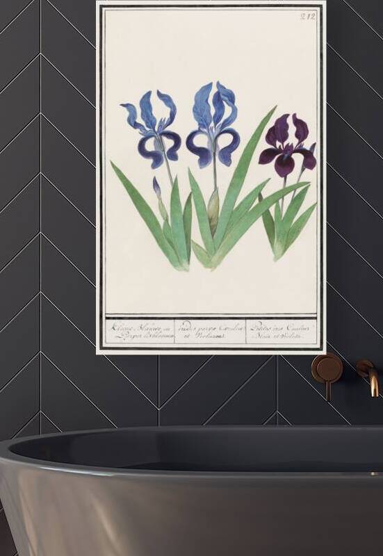 Purple iris vintage style by IStockHistory com