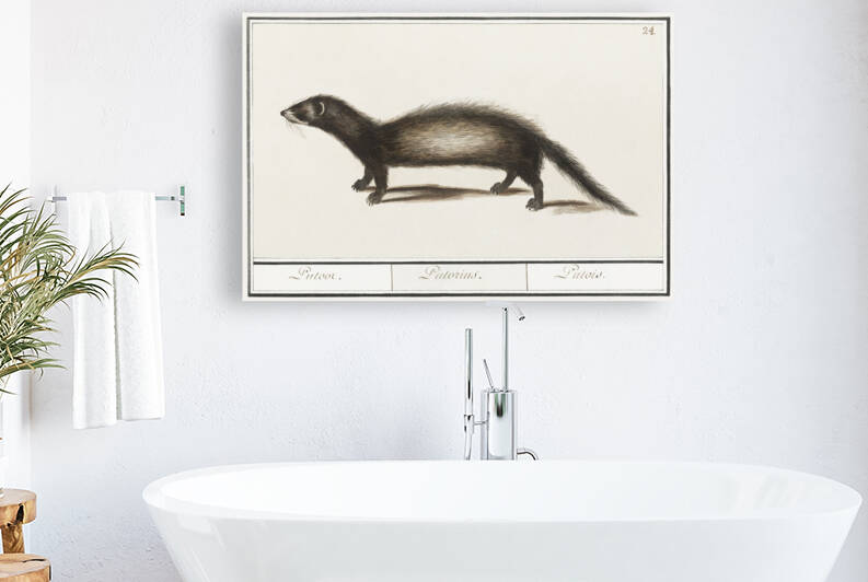 Polecat in vintage style by IStockHistory com